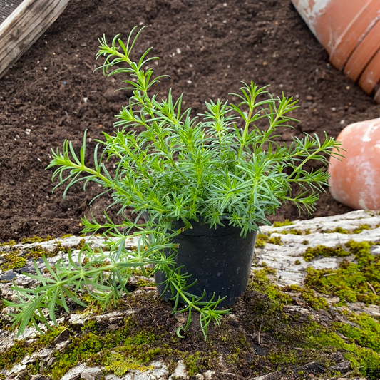 Echtes Labkraut - Galium verum