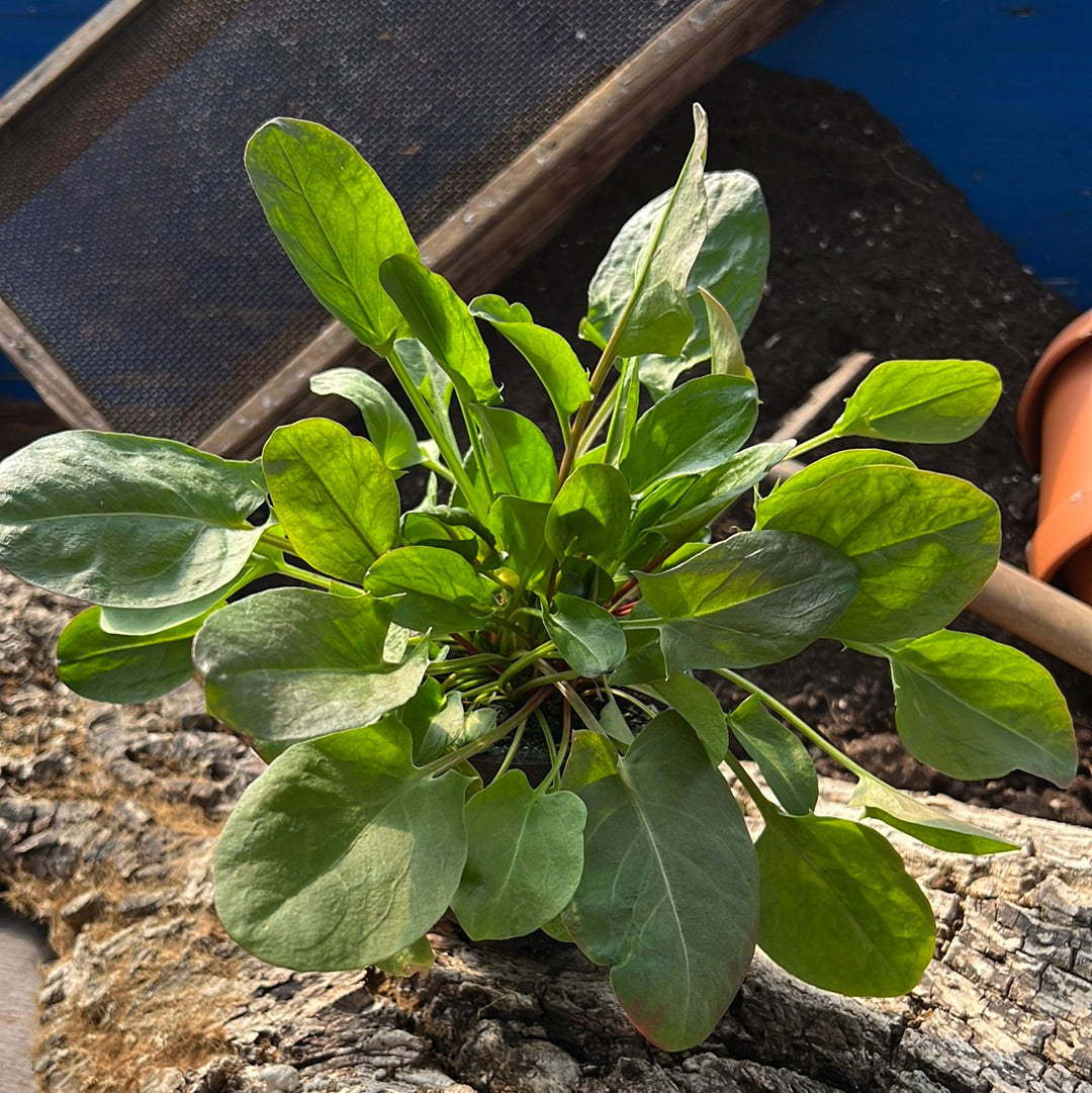Sauerampfer - Rumex acetosa