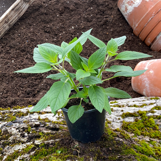 Ananassalbei - Salvia rutilans