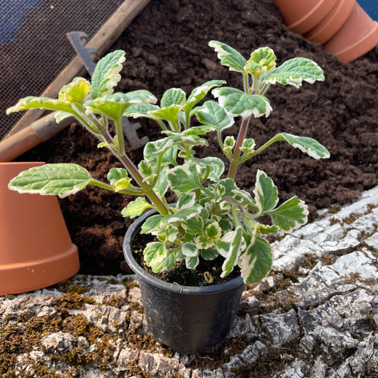 Weihrauch - Plectranthus coleoides