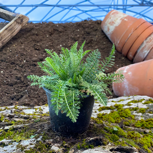 Schafgarbe - Achillea millefolium