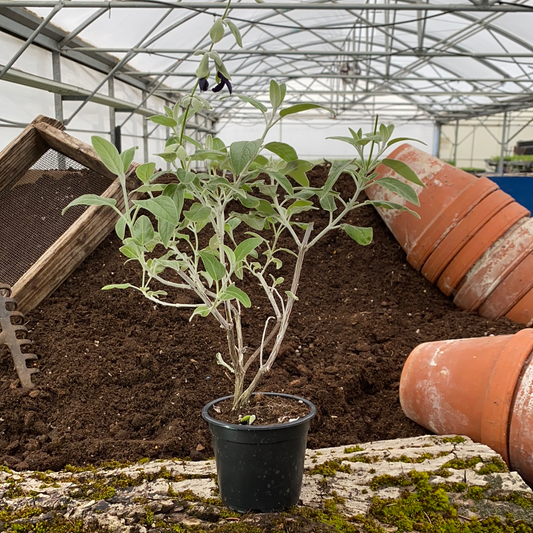 Perusalbei - Salvia discolor