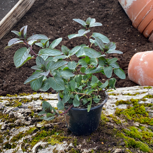 Schokoladenminze - Mentha piperita 'Chocolate'