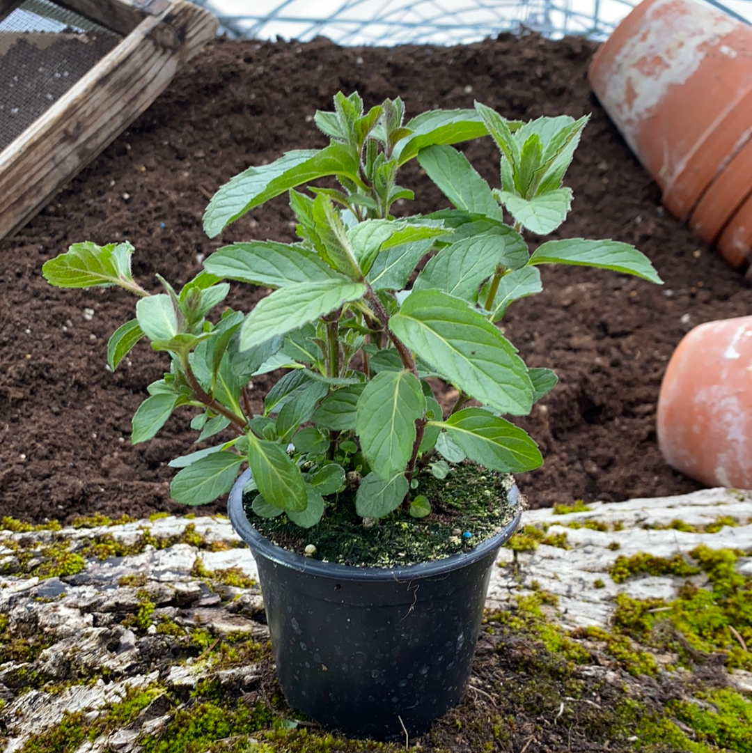 Schweizer Minze - Mentha sp (Svizzera)