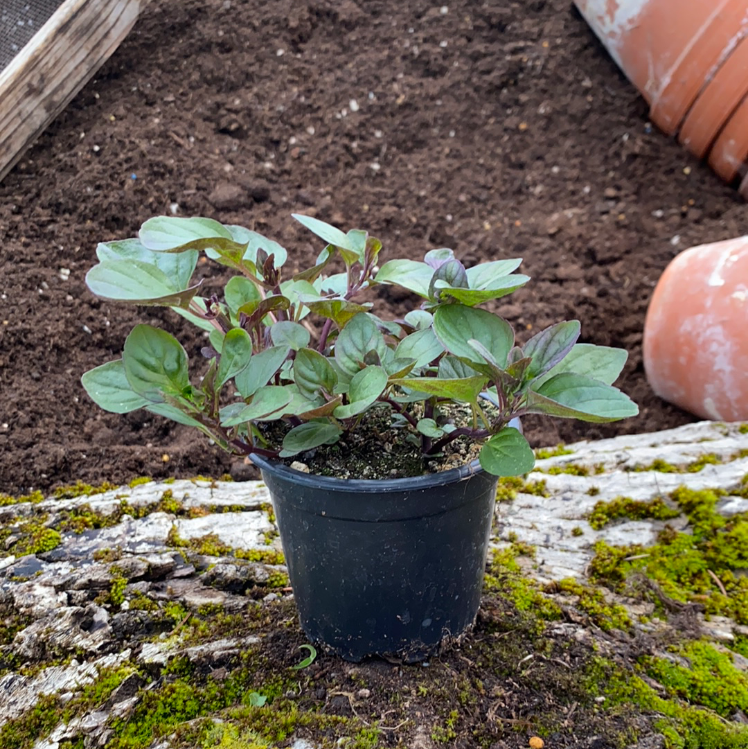 Zitronenminze - Mentha gentillis v. citrata