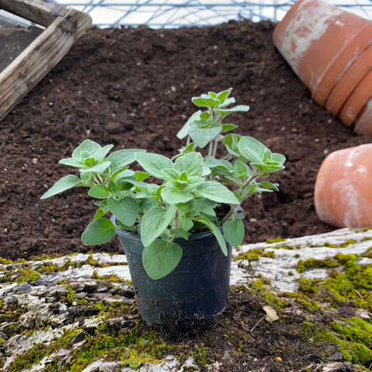 Oregano 'Hot and Spicy' - Origanum x majoricum