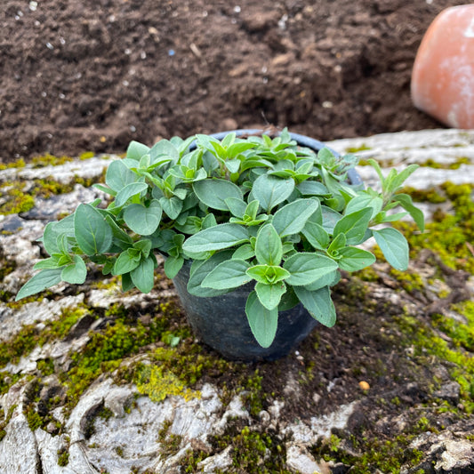 Schweizer Oregano - Origanum x laevigatum 'Aromatico'