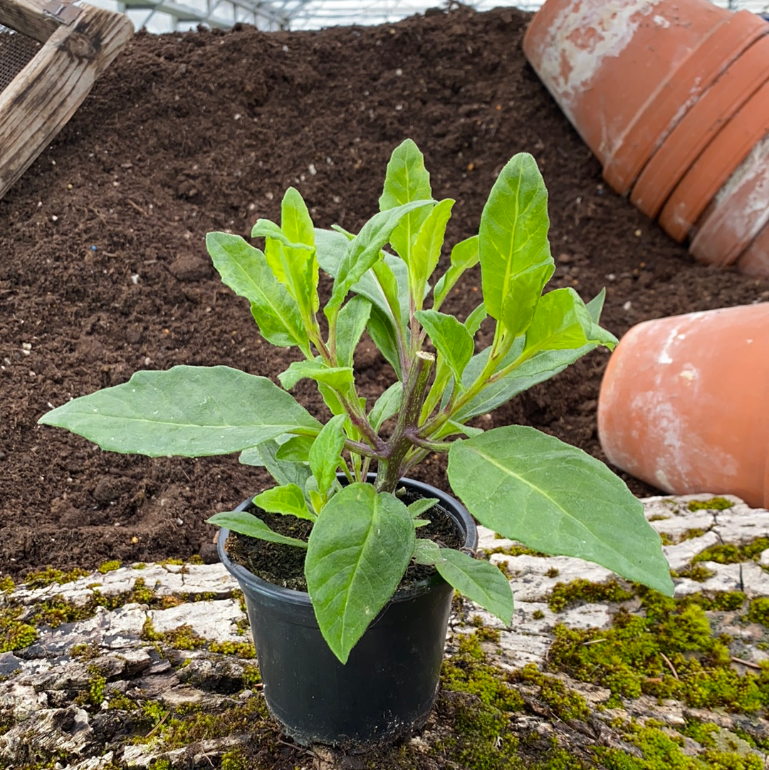 Sambung Nyawa „Leaf of life“ - Gynura procumbens