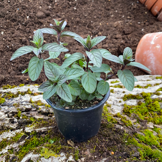 Spearmint dunkel - Mentha spicata 'Spearmint'