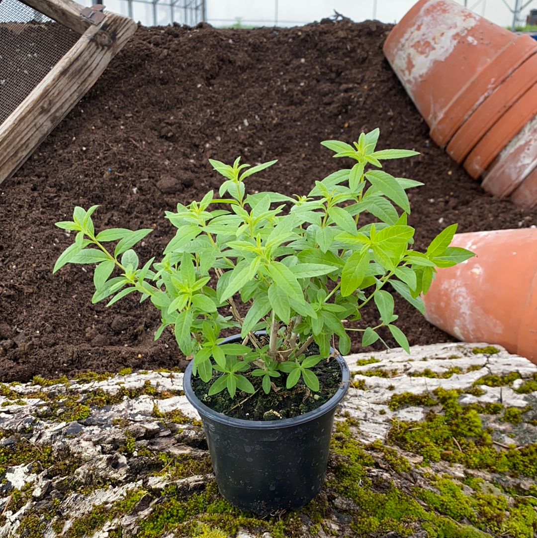 Orangenverbene - Aloysia species