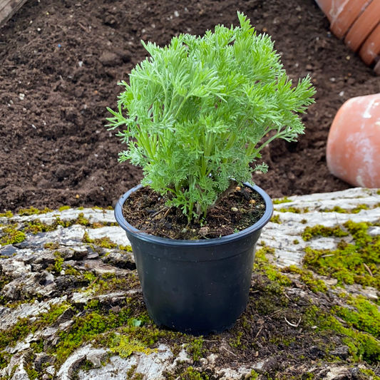 Eberraute - Artemisia abrotanum