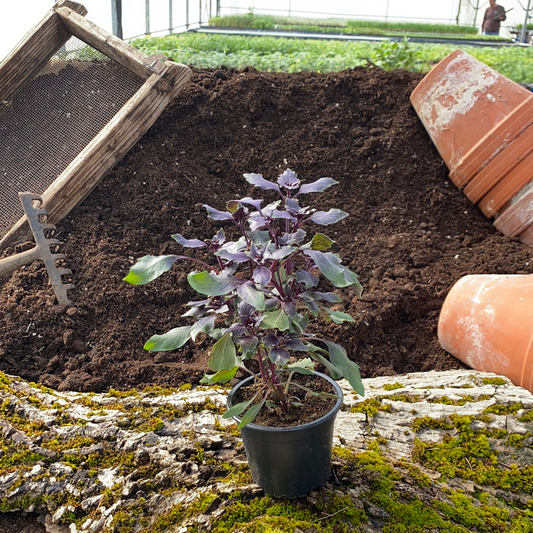 Strauchbasilikum Wild Magic - Ocimum herbalea