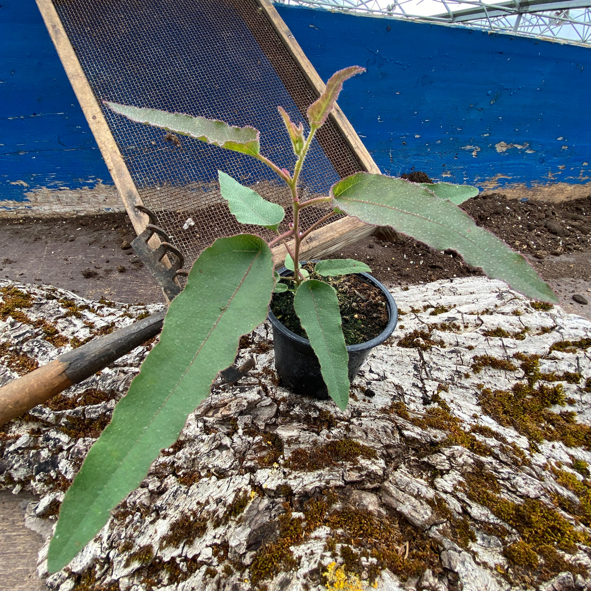 Zitroneneukalyptus
