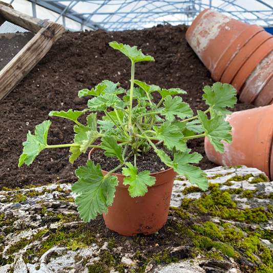 Duftgeranie Rosen - Pelargonium sp.