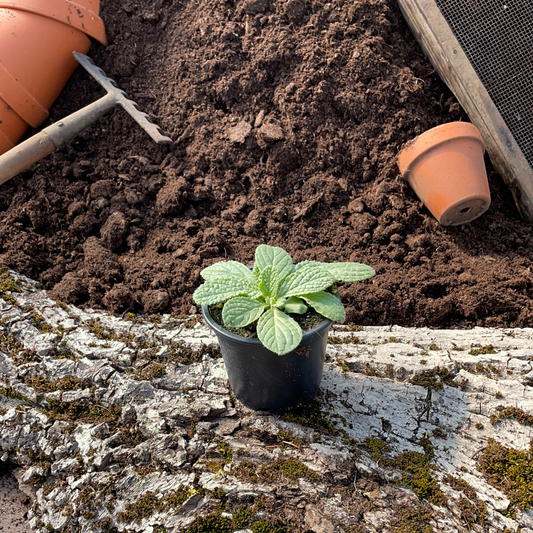 Borretsch - Borago officinalis