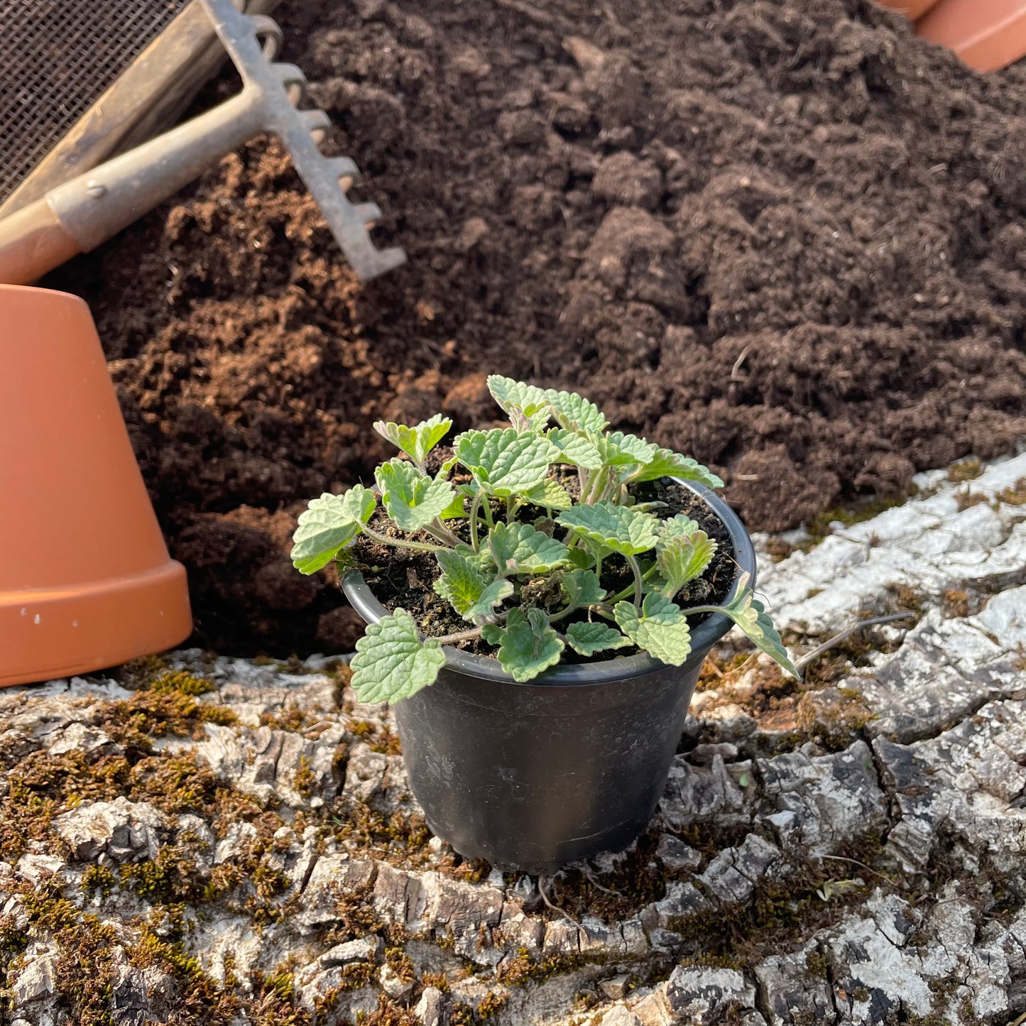 Zitronige Katzenminze - Nepeta racemosa 'Odeur Citron'