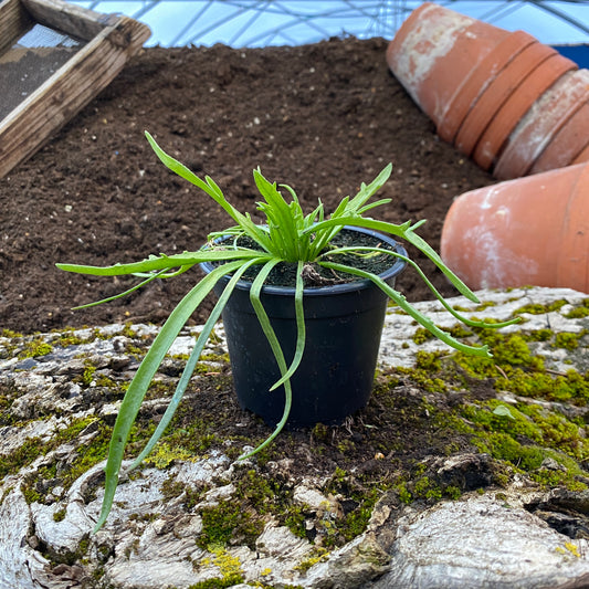 Hirschhornwegerich - Plantago coronopus