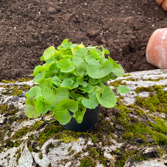 Gotu Kola - Centella asiatica