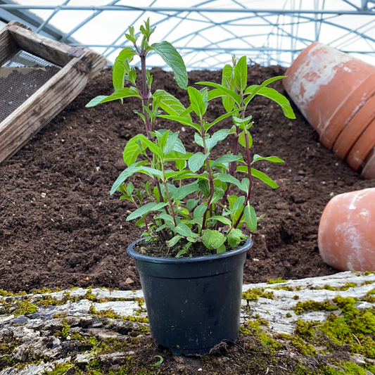 Tunesische Minze - Mentha spicata var. crispa