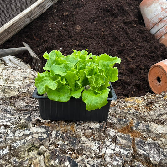 Lollo Bionda (Pflücksalat), 6er Schale - Salatpflanzen